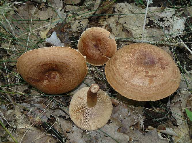 Lactarius quietus